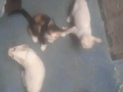 Gato raça Exótico idade Abaixo de 2 meses nome Alice 