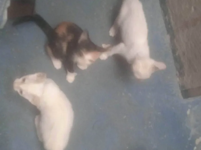 Gato raça Exótico idade Abaixo de 2 meses nome Alice 