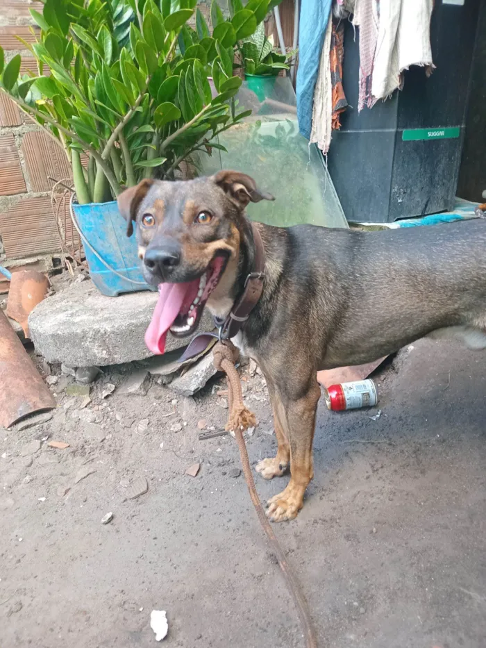 Cachorro raça SRD-ViraLata idade 1 ano nome Virote