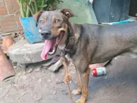 Cachorro raça SRD-ViraLata idade 1 ano nome Virote