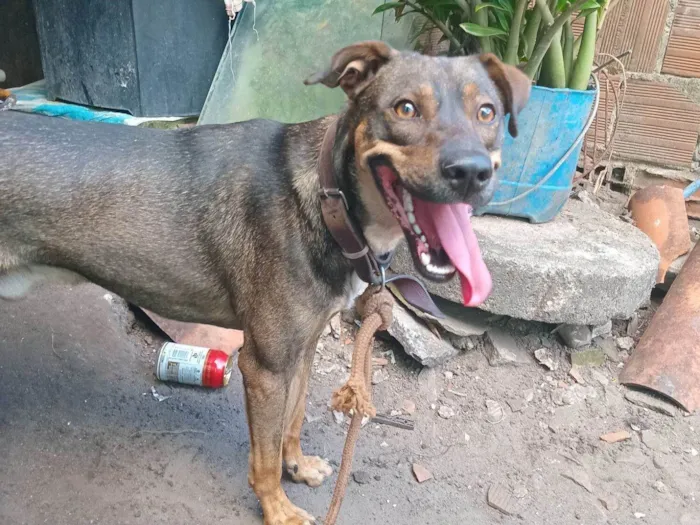 Cachorro raça SRD-ViraLata idade 1 ano nome Virote