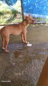 Cachorro raça Pit-Bull idade 1 ano nome Cebolinha 