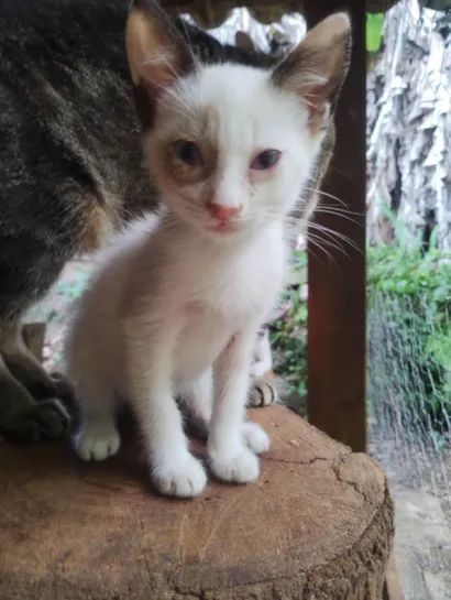 Gato raça SRD-ViraLata idade 2 a 6 meses nome Sem nome