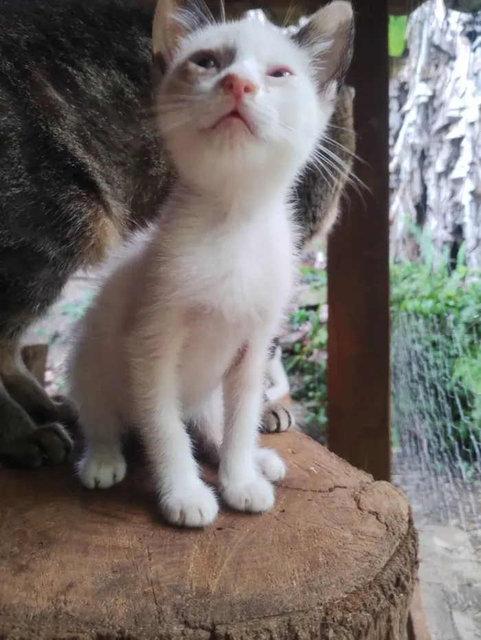 Gato raça SRD-ViraLata idade 2 a 6 meses nome Sem nome