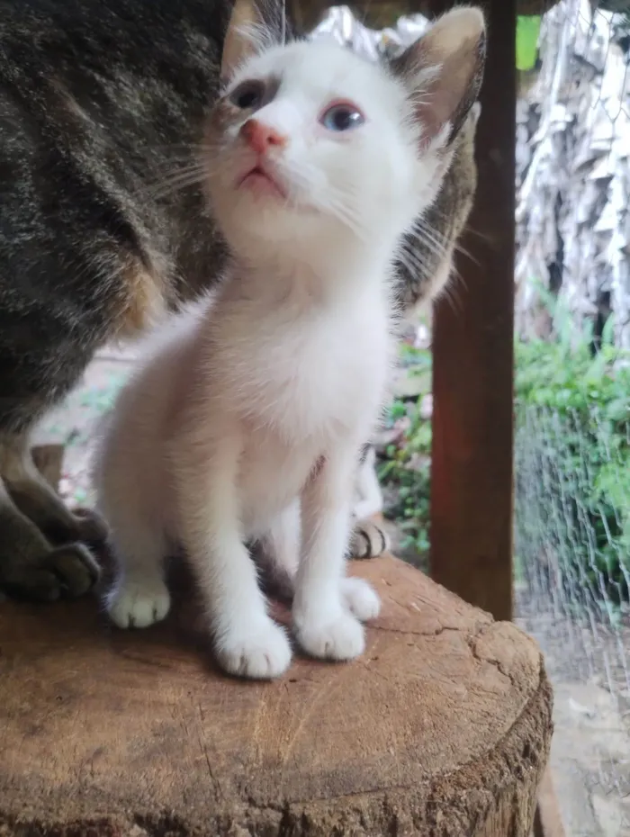 Gato raça SRD-ViraLata idade 2 a 6 meses nome Sem nome