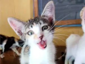 Gato raça SRD-ViraLata idade 2 a 6 meses nome Sem nome 