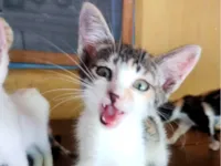 Gato raça SRD-ViraLata idade 2 a 6 meses nome Sem nome 