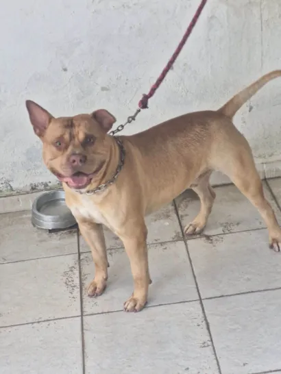 Cachorro raça Pit-Bull idade 2 anos nome Claudia