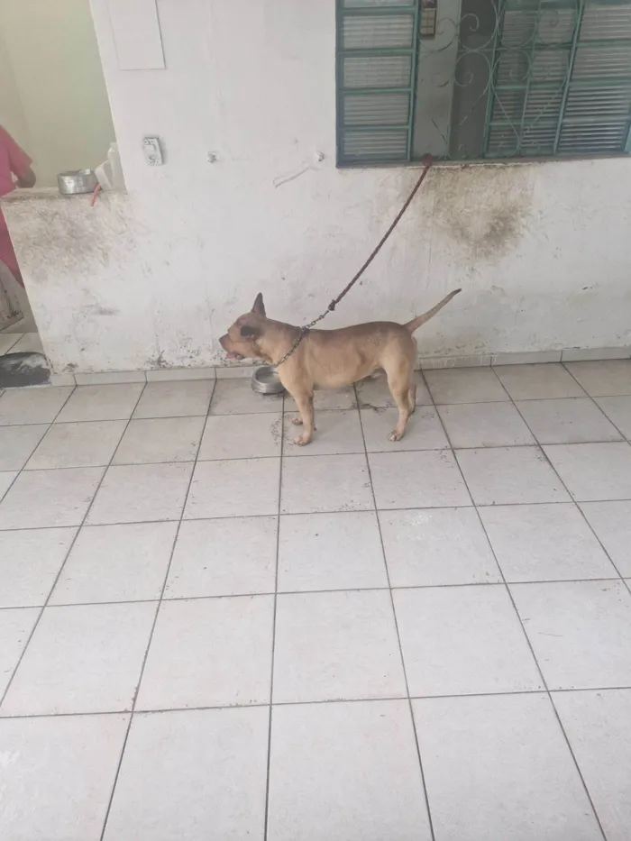 Cachorro raça Pit-Bull idade 2 anos nome Claudia
