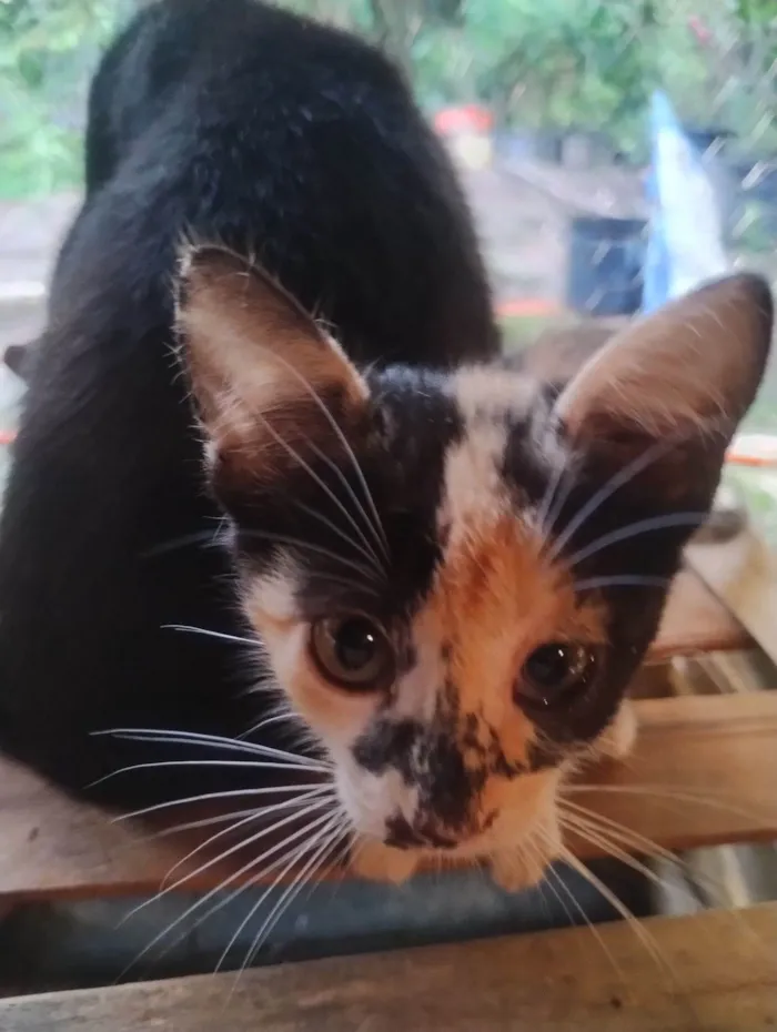 Gato raça SRD-ViraLata idade 2 a 6 meses nome Sem nome