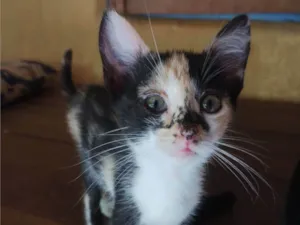 Gato raça SRD-ViraLata idade 2 a 6 meses nome Sem nome