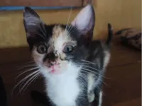 Gato raça SRD-ViraLata idade 2 a 6 meses nome Sem nome