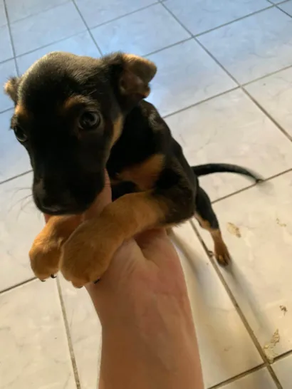 Cachorro raça SRD-ViraLata idade Abaixo de 2 meses nome Pretinha