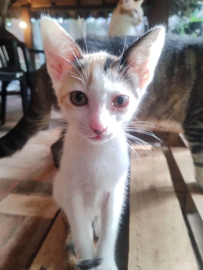 Gato raça SRD-ViraLata idade 2 a 6 meses nome Sem nome