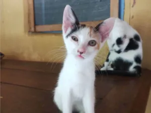 Gato raça SRD-ViraLata idade 2 a 6 meses nome Sem nome