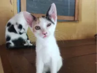 Gato raça SRD-ViraLata idade 2 a 6 meses nome Sem nome