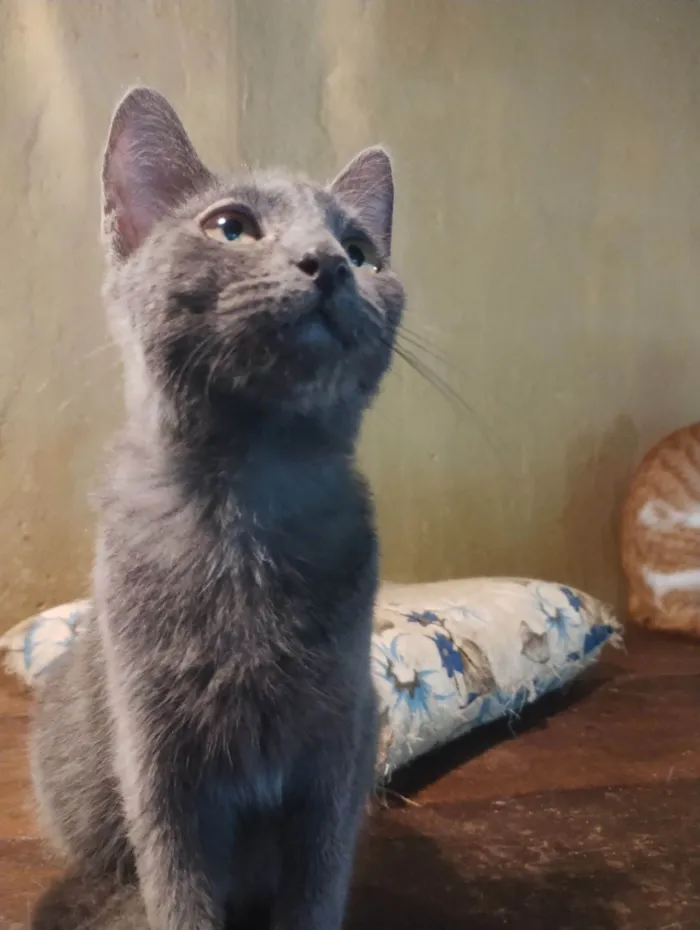 Gato raça SRD-ViraLata idade 2 a 6 meses nome Sem nome 