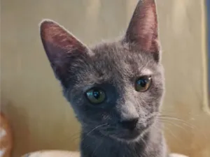 Gato raça SRD-ViraLata idade 2 a 6 meses nome Sem nome 