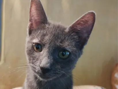 Gato raça SRD-ViraLata idade 2 a 6 meses nome Sem nome 