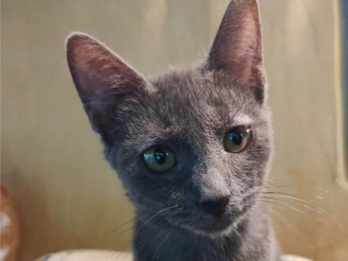 Gato raça SRD-ViraLata idade 2 a 6 meses nome Sem nome 