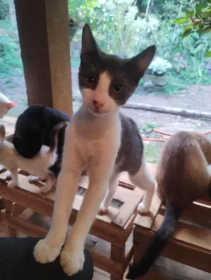 Gato raça SRD-ViraLata idade 2 a 6 meses nome Sem nome 