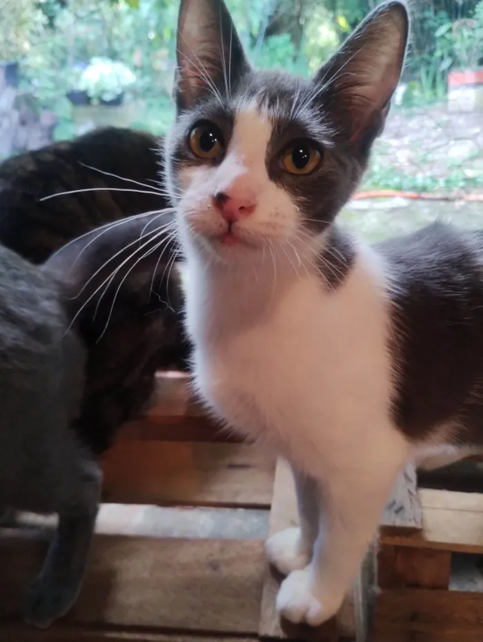 Gato raça SRD-ViraLata idade 2 a 6 meses nome Sem nome 