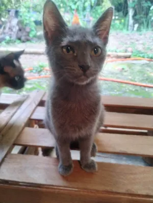 Gato raça SRD-ViraLata idade 2 a 6 meses nome Sem nome