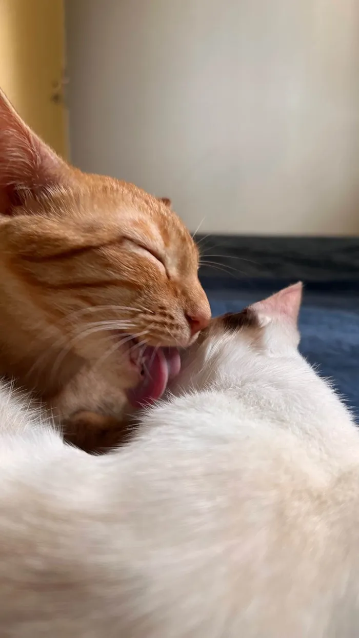 Gato raça SRD-ViraLata idade 7 a 11 meses nome Brisa 