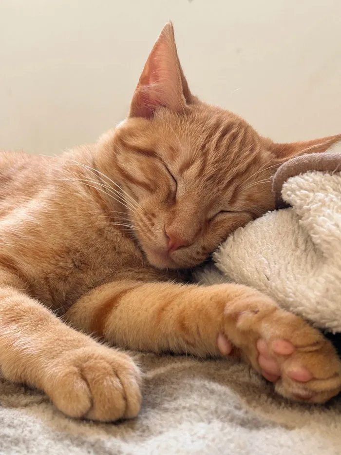 Gato raça SRD-ViraLata idade 7 a 11 meses nome Brisa 