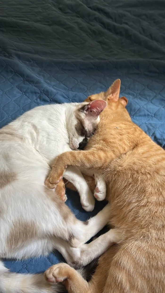 Gato raça SRD-ViraLata idade 7 a 11 meses nome Brisa 