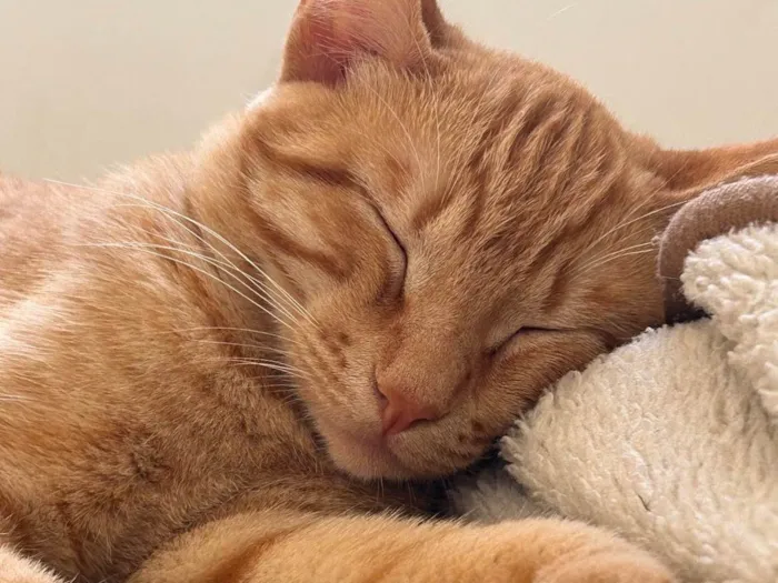 Gato raça SRD-ViraLata idade 7 a 11 meses nome Brisa 