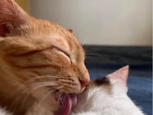 Gato raça SRD-ViraLata idade 7 a 11 meses nome Brisa 