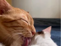 Gato raça SRD-ViraLata idade 7 a 11 meses nome Brisa 