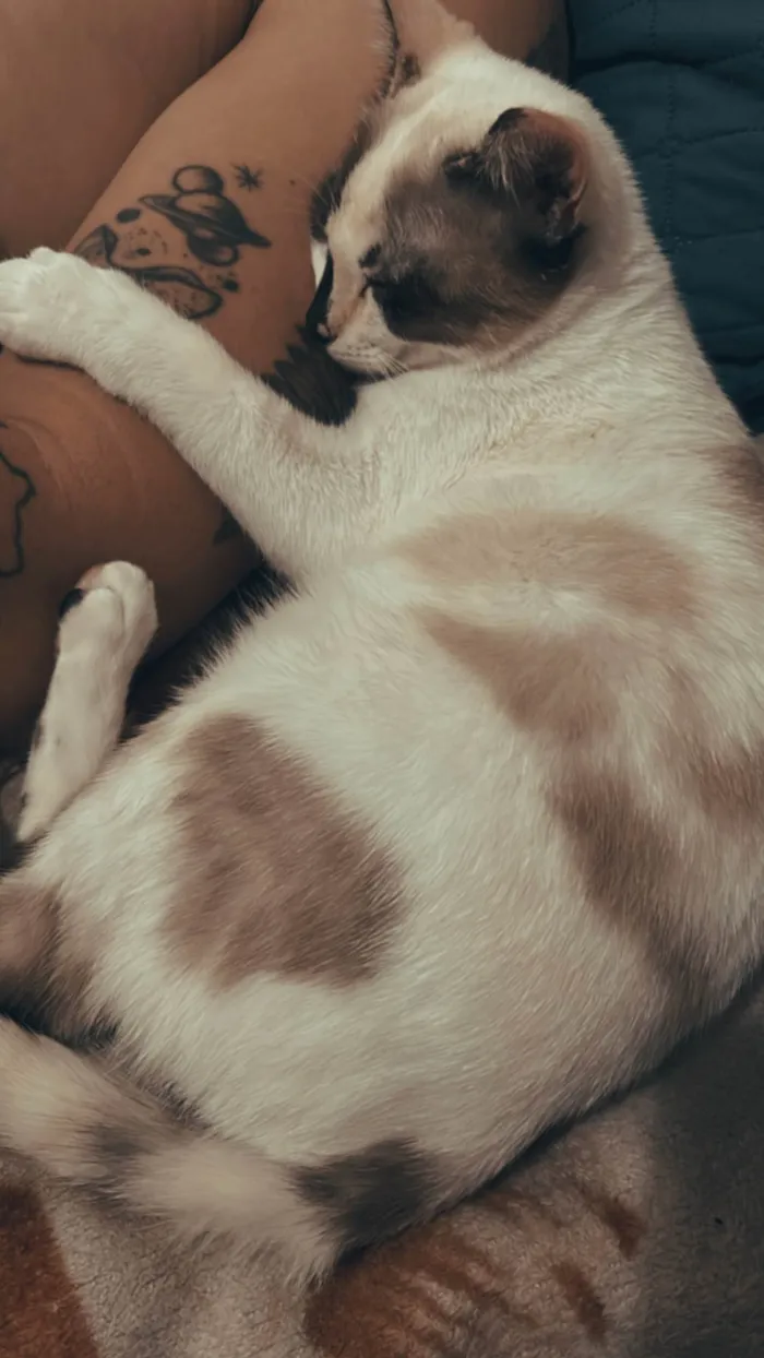 Gato raça SRD-ViraLata idade 7 a 11 meses nome Lua