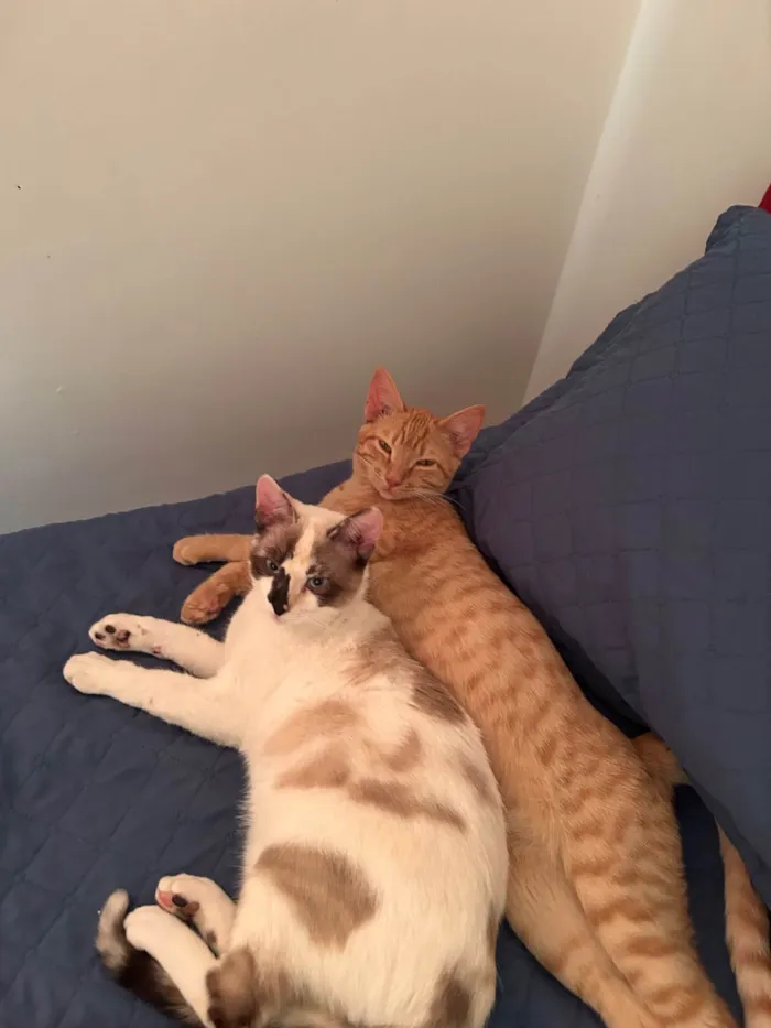 Gato raça SRD-ViraLata idade 7 a 11 meses nome Lua