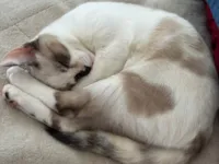 Gato raça SRD-ViraLata idade 7 a 11 meses nome Lua