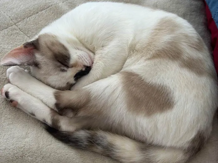 Gato raça SRD-ViraLata idade 7 a 11 meses nome Lua