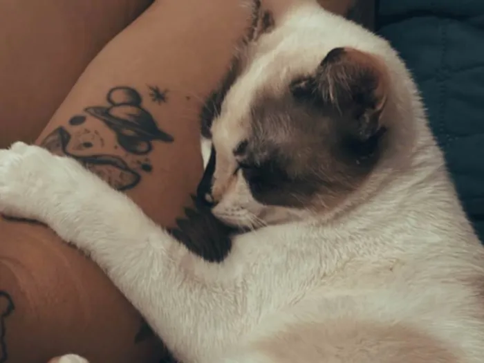 Gato raça SRD-ViraLata idade 7 a 11 meses nome Lua