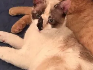 Gato raça SRD-ViraLata idade 7 a 11 meses nome Lua