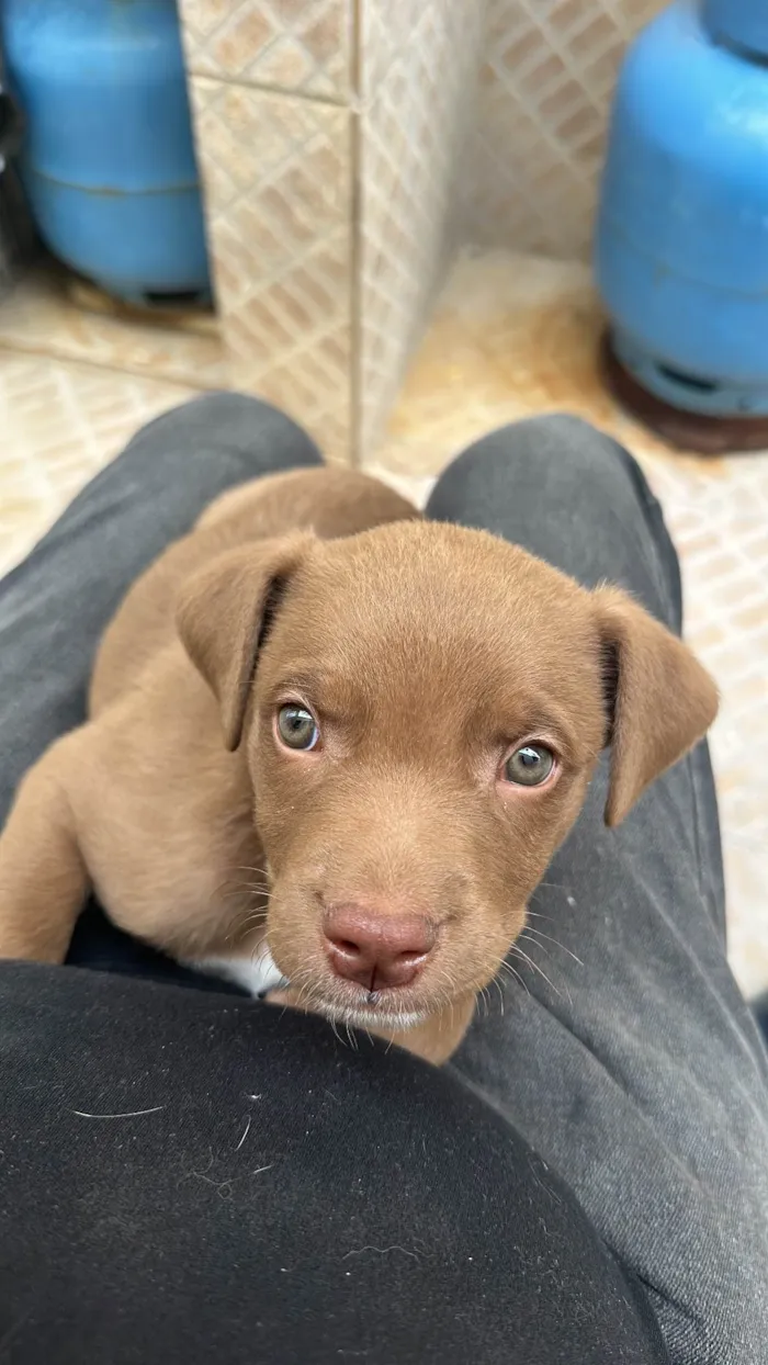 Cachorro raça SRD-ViraLata idade 2 a 6 meses nome Marron