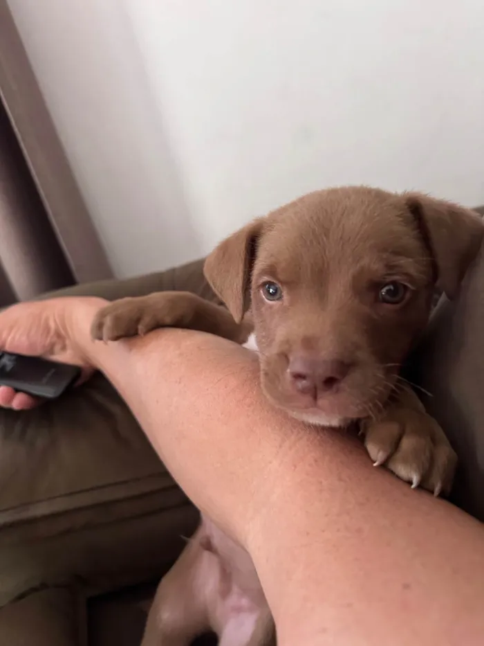 Cachorro raça SRD-ViraLata idade 2 a 6 meses nome Marron