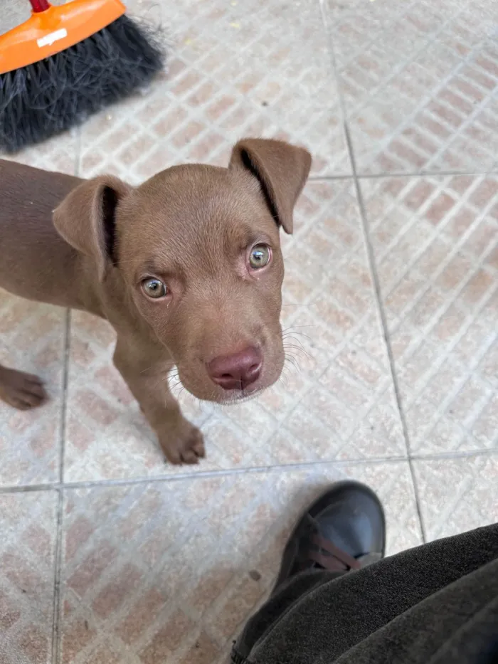 Cachorro raça SRD-ViraLata idade 2 a 6 meses nome Marron