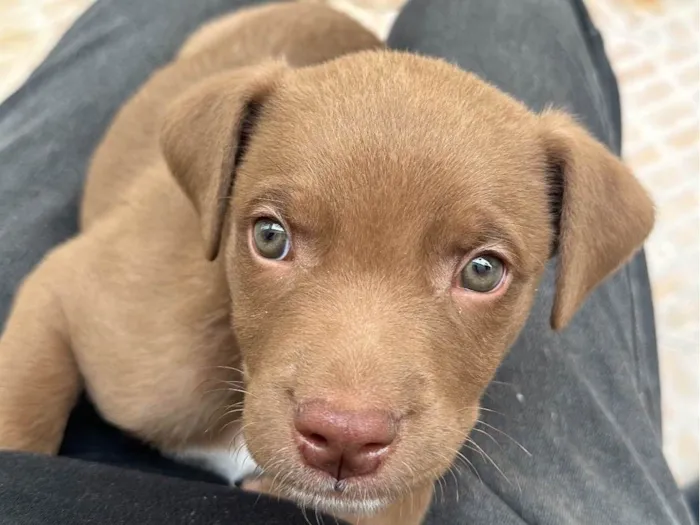 Cachorro raça SRD-ViraLata idade 2 a 6 meses nome Marron