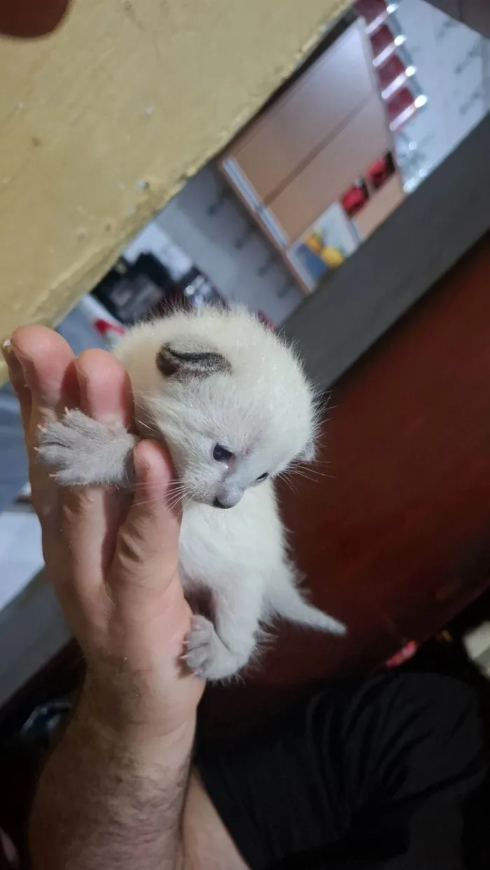 Gato raça SRD-ViraLata idade Abaixo de 2 meses nome WESLLEN VIVEIROS DOS SANTOS