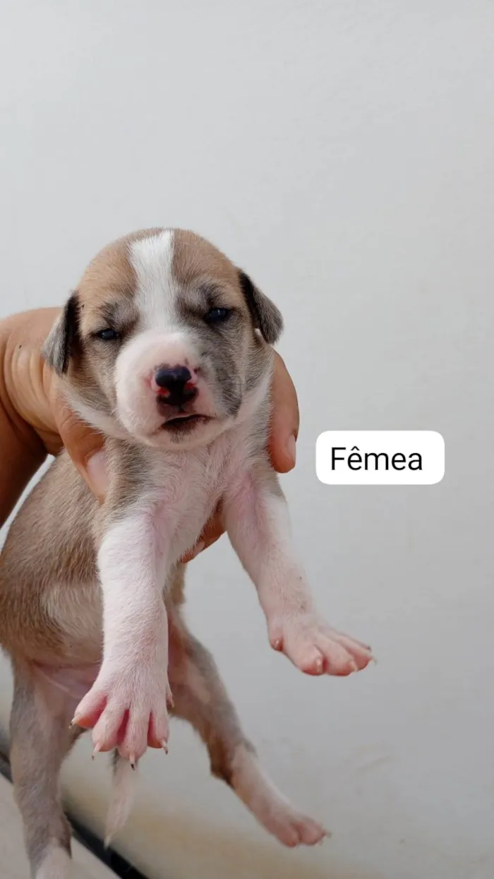 Cachorro raça SRD-ViraLata idade Abaixo de 2 meses nome Sem nome 