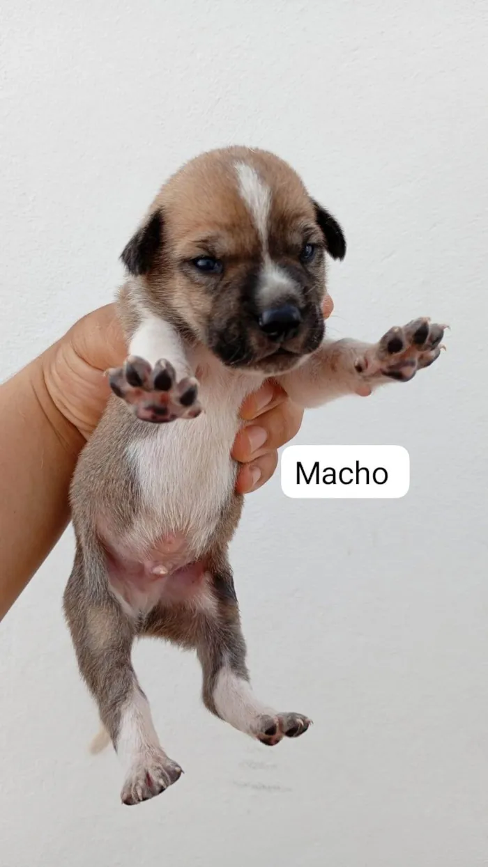 Cachorro raça SRD-ViraLata idade Abaixo de 2 meses nome Sem nome 