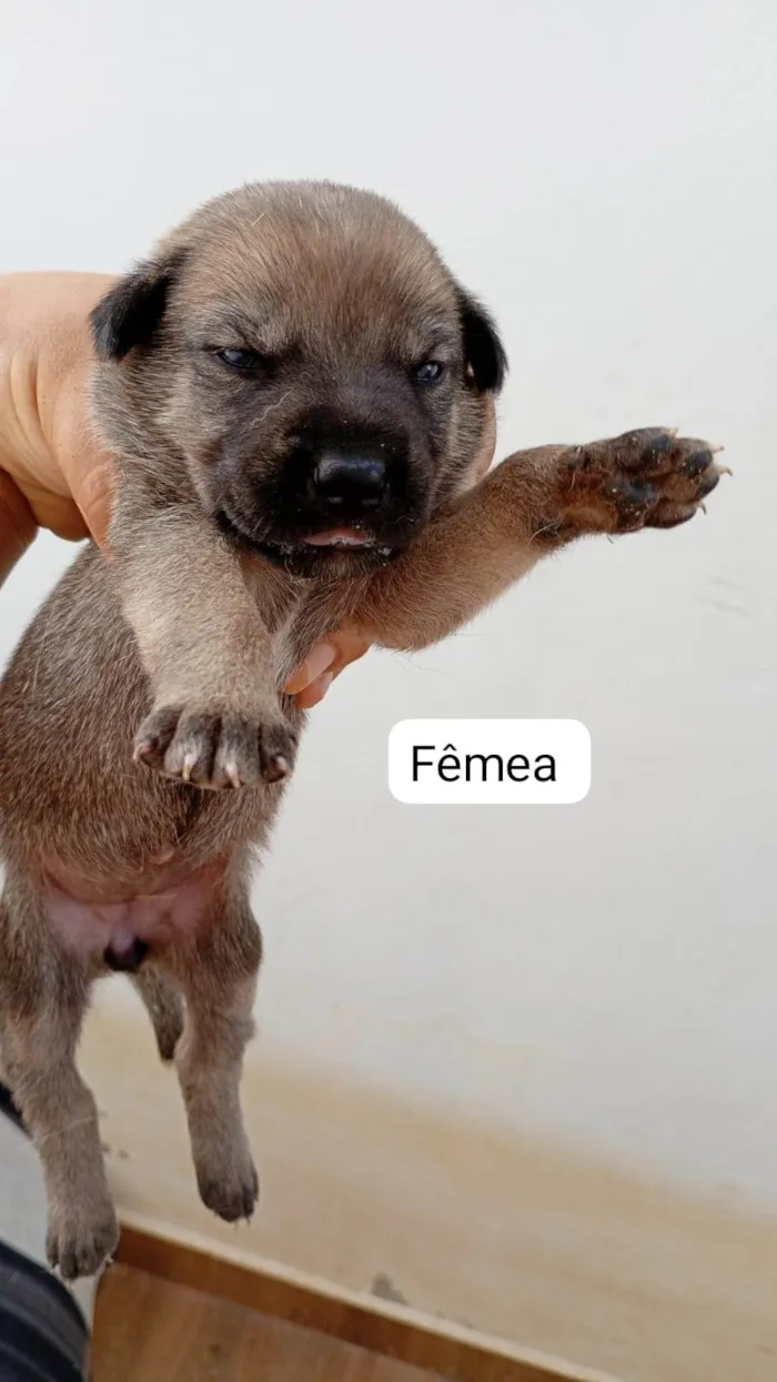 Cachorro raça SRD-ViraLata idade Abaixo de 2 meses nome Sem nome 