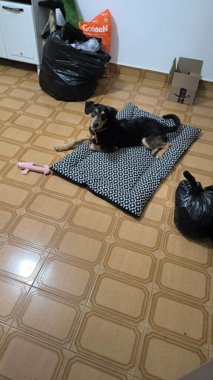 Cachorro raça SRD-ViraLata idade 1 ano nome Sardinha 