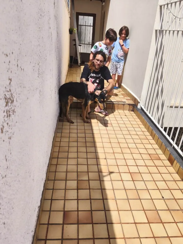 Cachorro raça SRD-ViraLata idade 1 ano nome Sardinha 