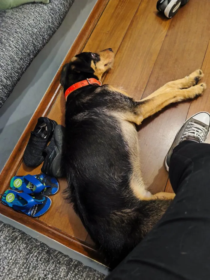 Cachorro raça SRD-ViraLata idade 1 ano nome Sardinha 